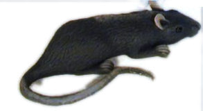 Fake Rubber Mouse