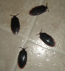 Fake Cock Roaches - 4 Pack