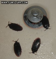 Fake Cock Roaches - 4 Pack Fake Cock Roaches - 4 Pack