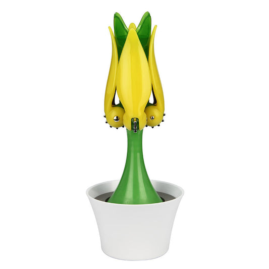 Tulip Corkscrew