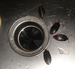 Fake Cock Roaches - 4 Pack