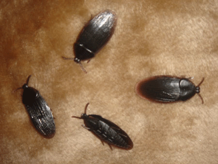 Fake Cock Roaches - 4 Pack